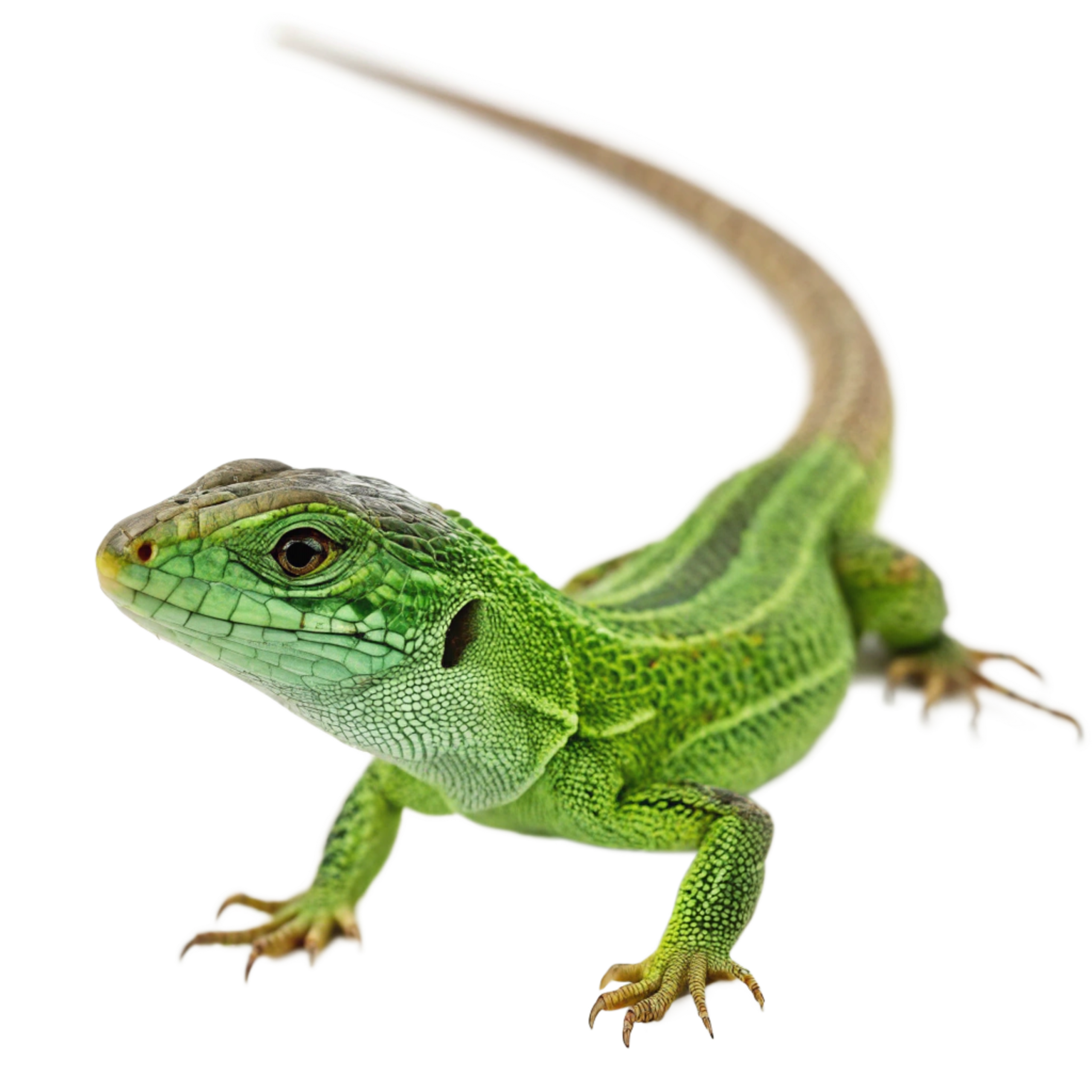 Lizards Online Reptile Store
