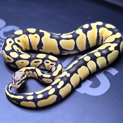 Reptiles For Sale